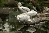 leipzig zoo-01_07_2011_zoo_allgemein_193